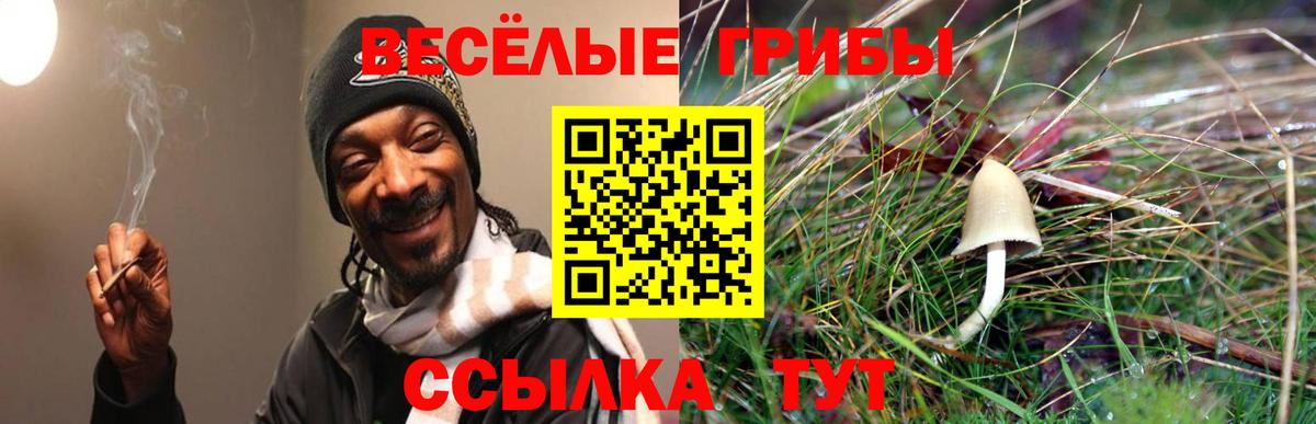 Галлюциногенные грибы Psilocybine cubensis Корсаков